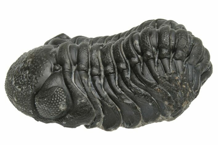 Wide Curled Austerops Trilobite - Morocco #224082